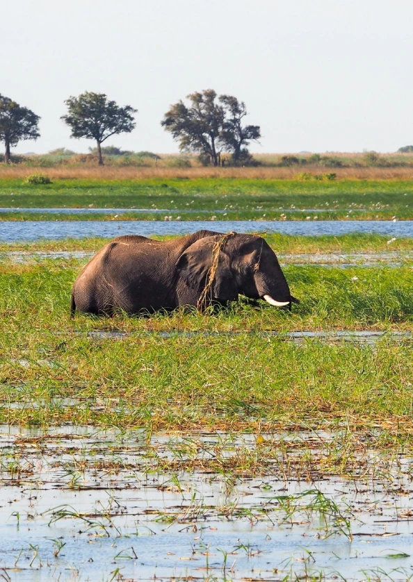 Chobe National Park atraction