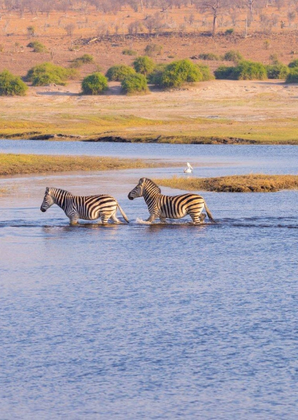 Chobe National Park wild life attraction