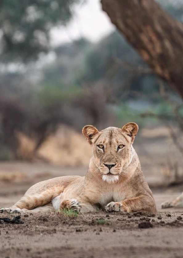 Lower Zambezi National Park wildlife