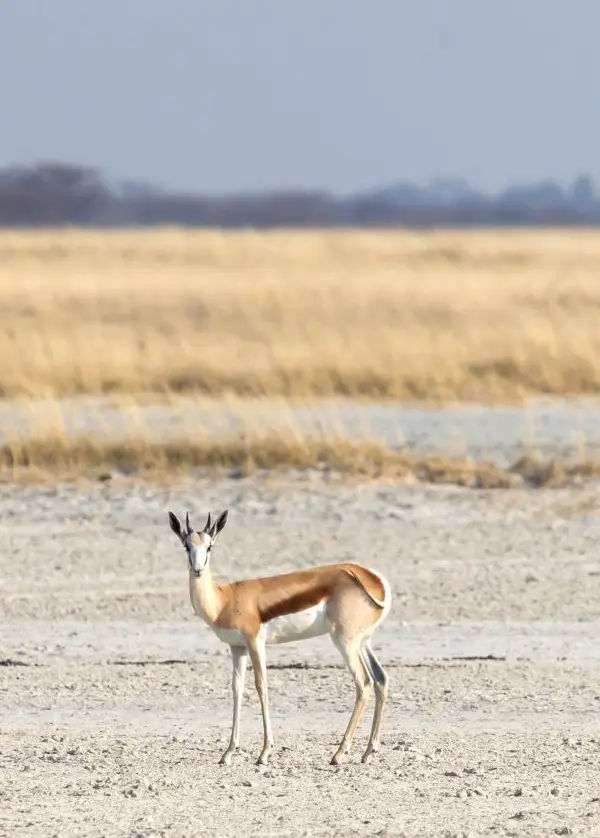 Makgadikgadi Pans wildlife