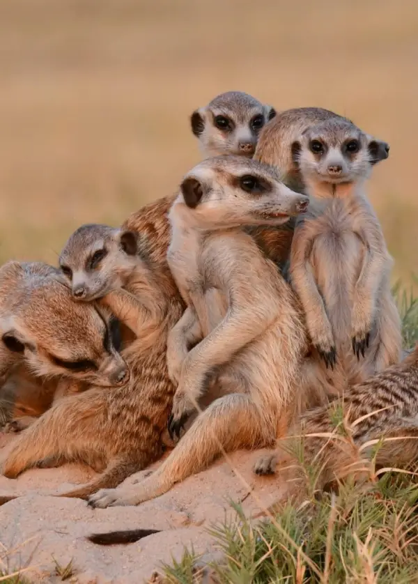 Makgadikgadi Pans wild