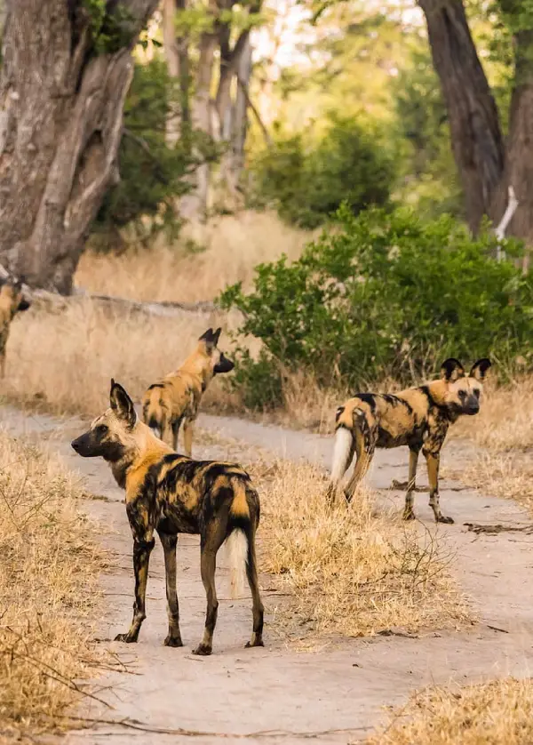 Moremi Game Reserve wildlife