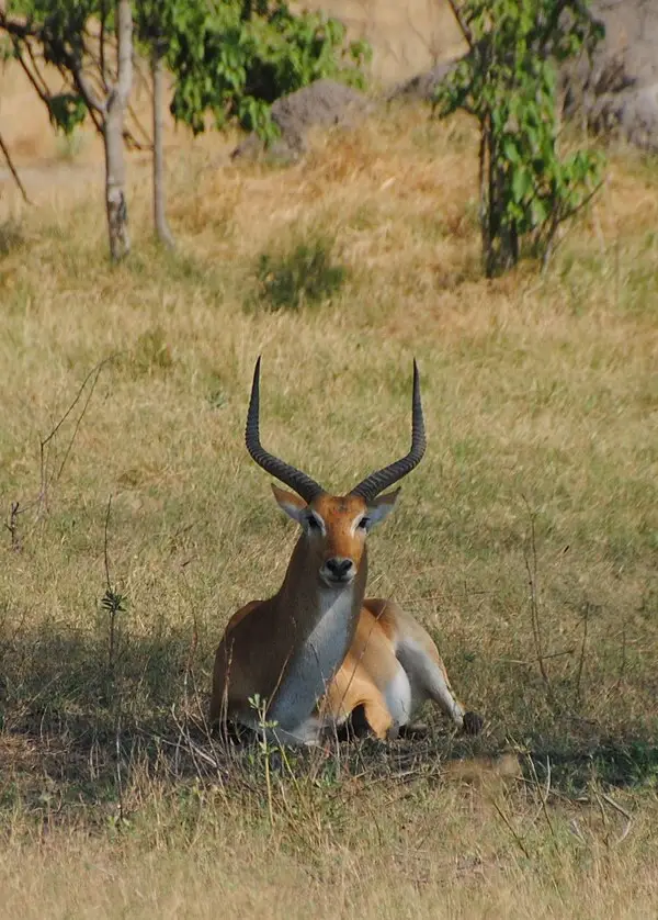 Moremi Game Reserve wildlife