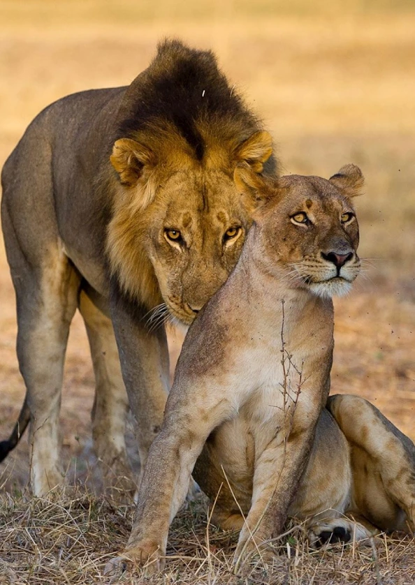 south-luangwa-national-park-wildlife-atraction