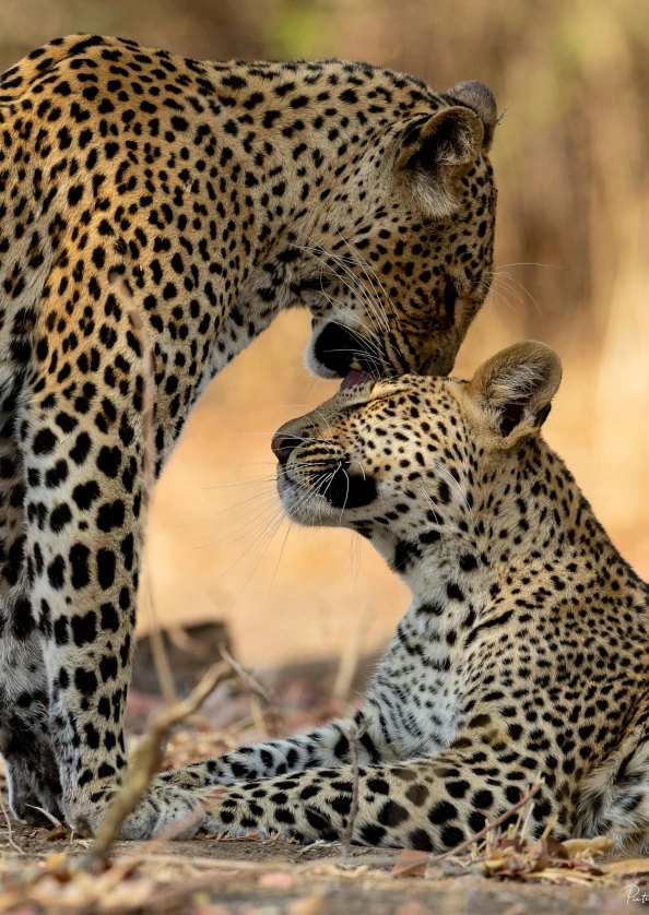 south-luangwa-national-park-attraction