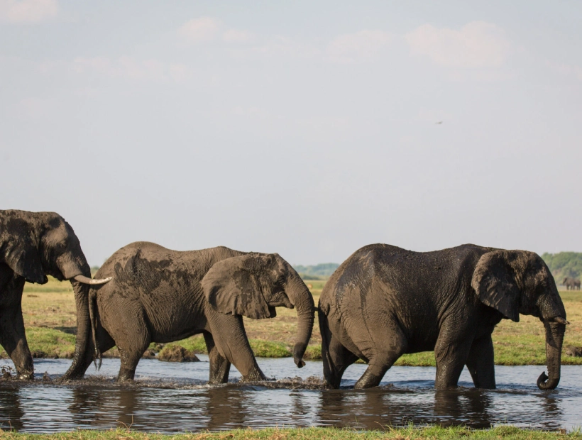Chobe Wildlife