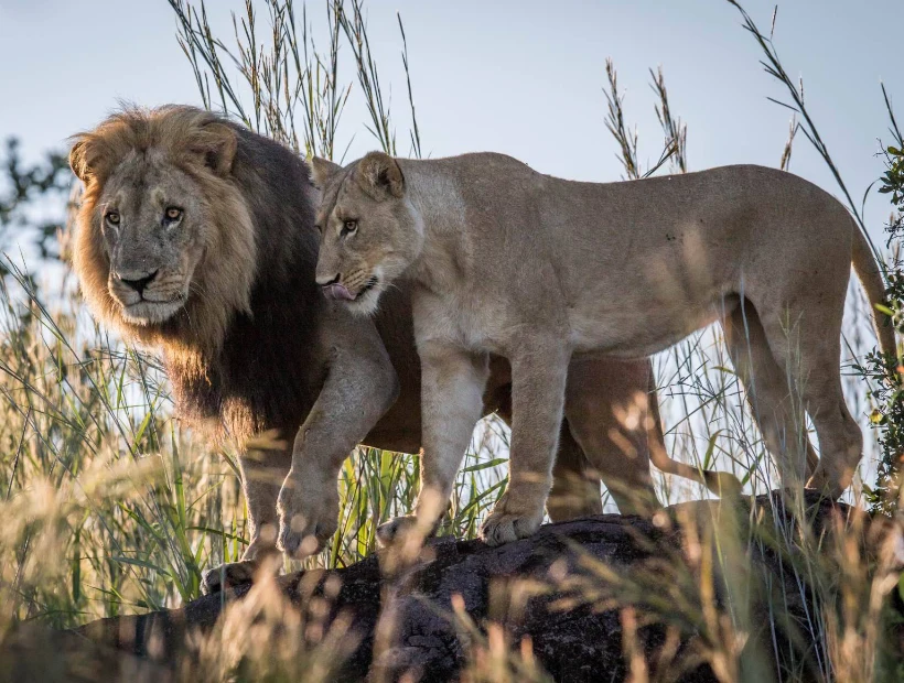 Chobe Wildlife