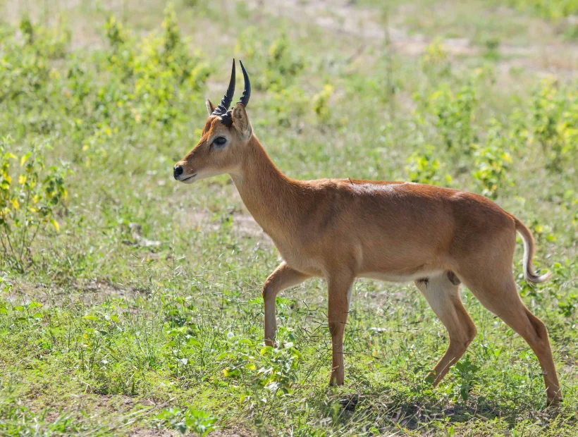 Chobe Wildlife