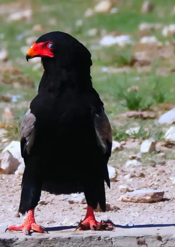 Delta Bird Watching