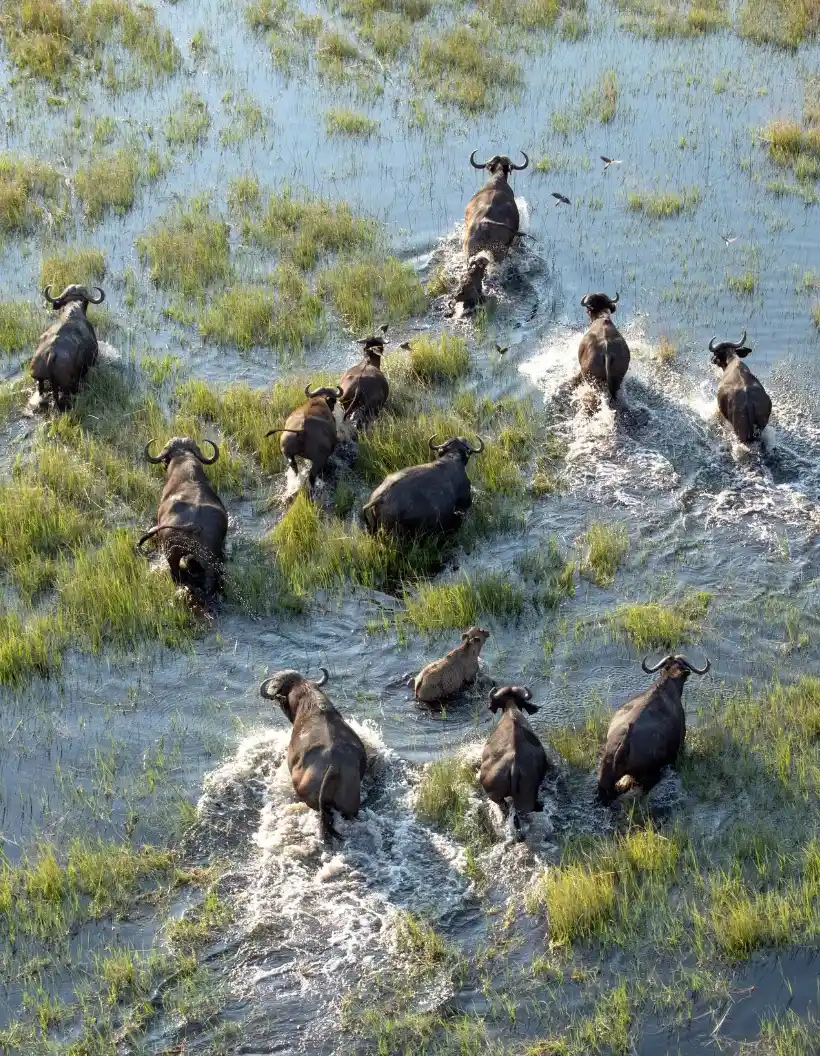 Botswana Wildlife