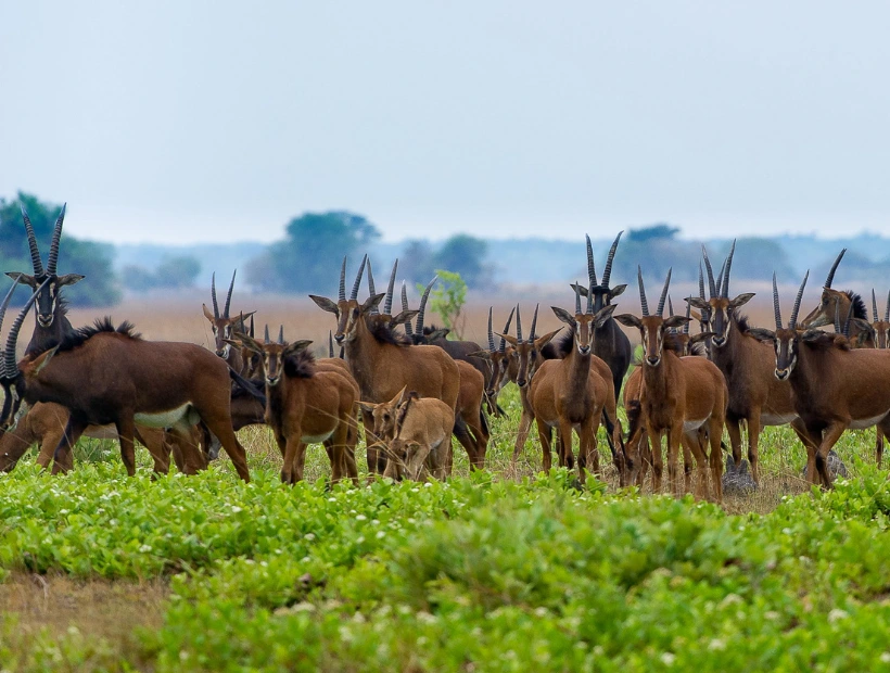 Zambia Wildlife