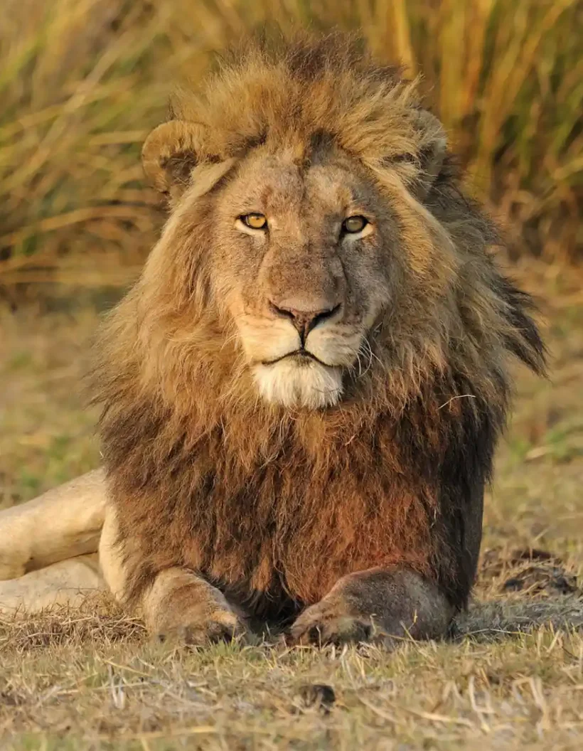 Zimbabwe Wildlife