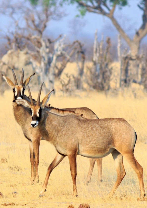 Zimbabwe Wildlife