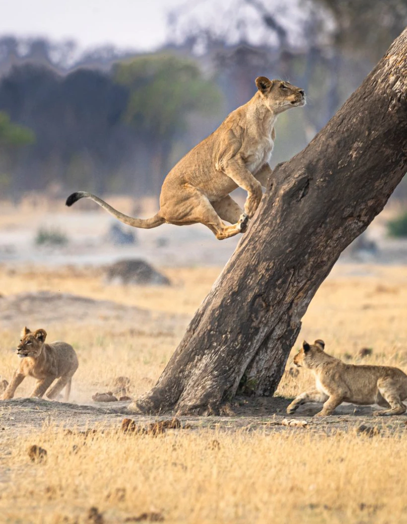 Zimbabwe Wildlife