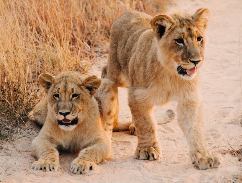 Zimbabwe Wildlife