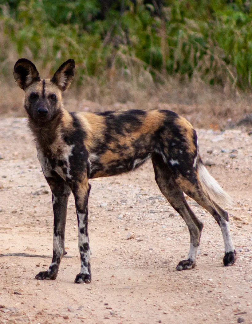 Zimbabwe Wildlife
