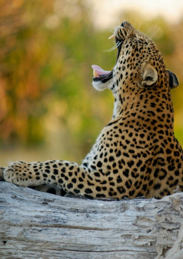 Botswana Wildlife