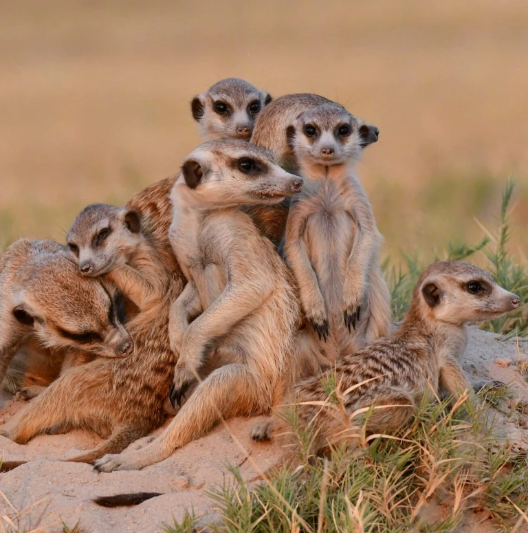 Botswana Wildlife