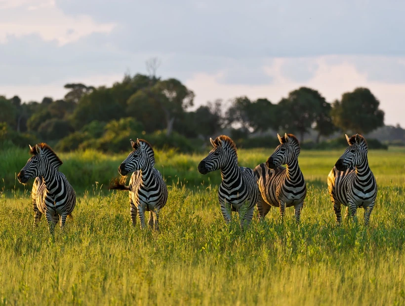 Botswana Wildlife