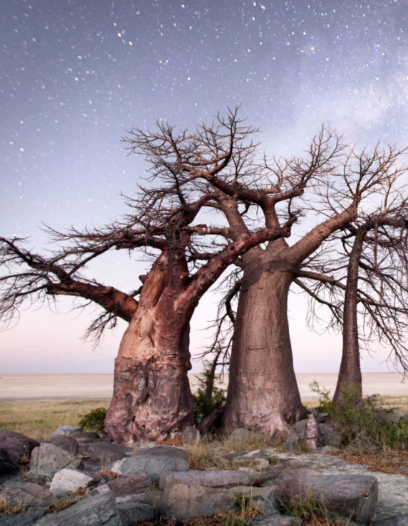 Makgadikgadi Pans Baobab Trees