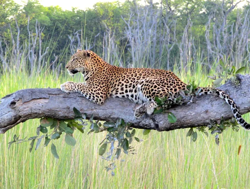 Botswana Wildlife