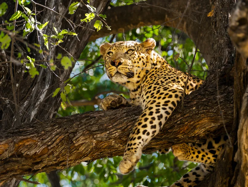 Botswana Travel Guides Jungle Safari