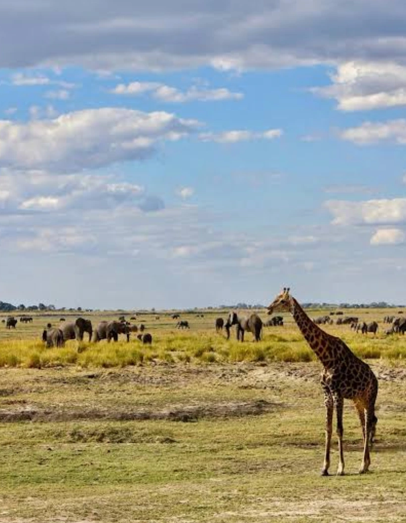 Botswana Travel Guides Jungle Safari