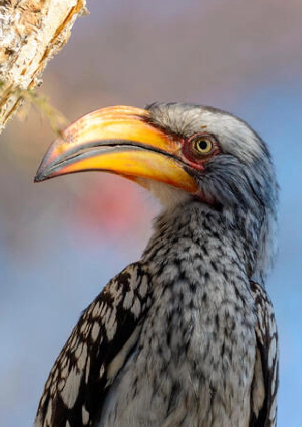 Central Kalahari Birdlife