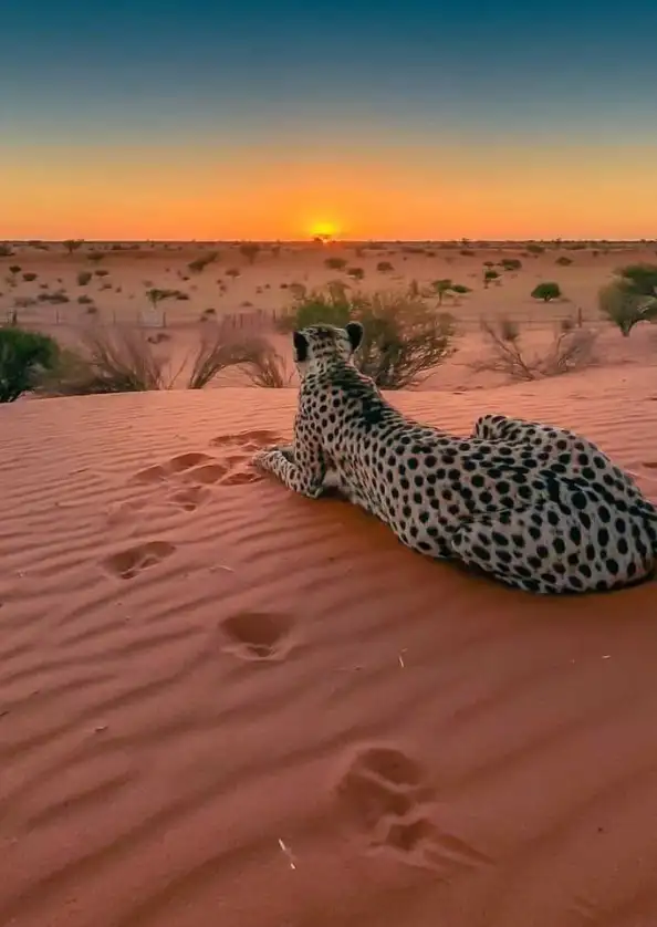 Central Kalahari Photo Tour