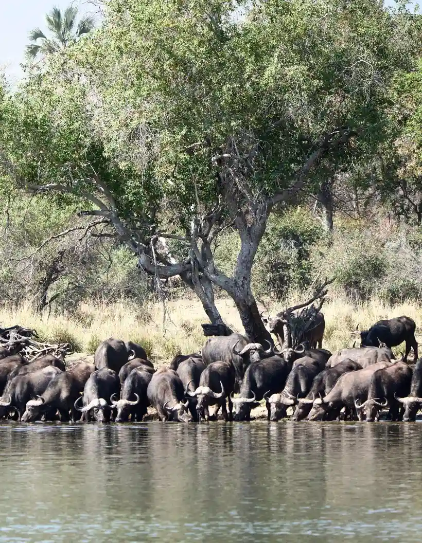 Chobe National Park Wildlife