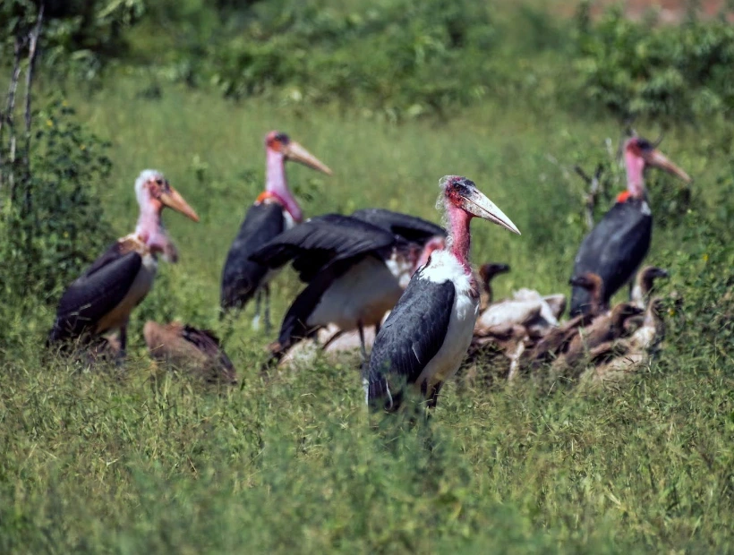 Chobe National Park Birdlife