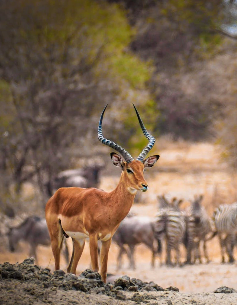 Chobe National Park Wildlife