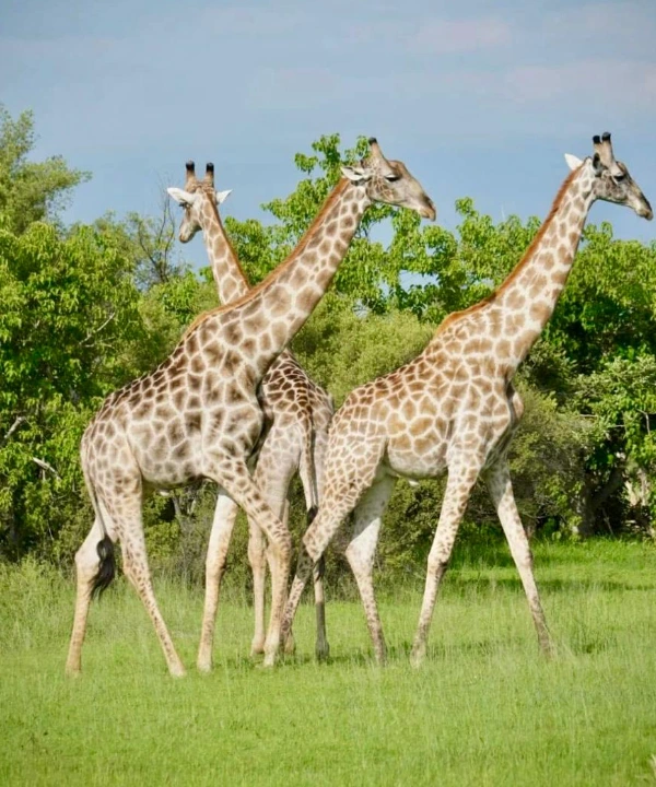 Chobe National Park Wildlife