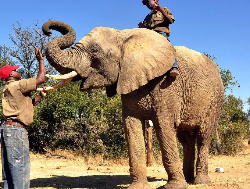 Elephant Interaction Guide