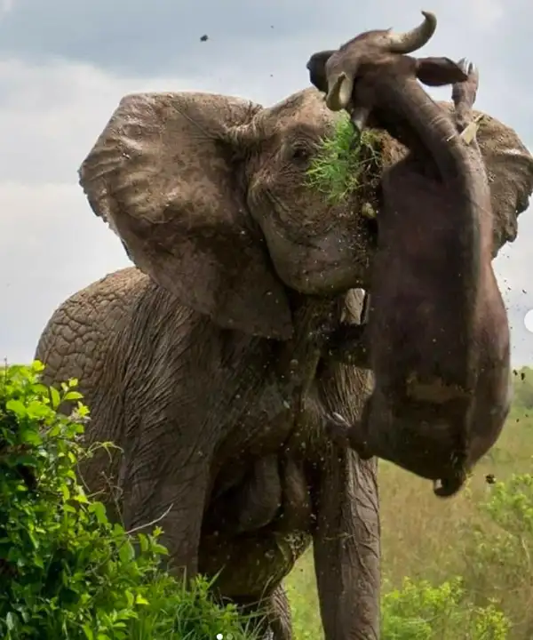 Elephant Interaction Fight