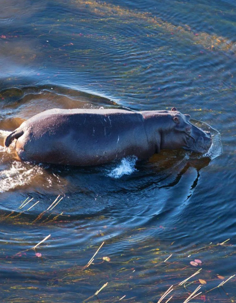 Zambezi River Wildlife Watching