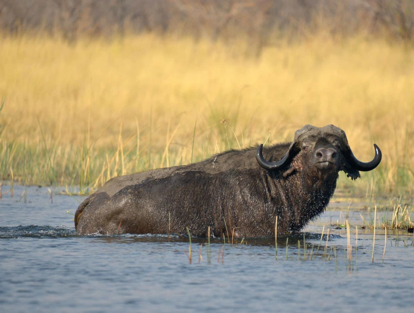 Zambezi River Wildlife Watching