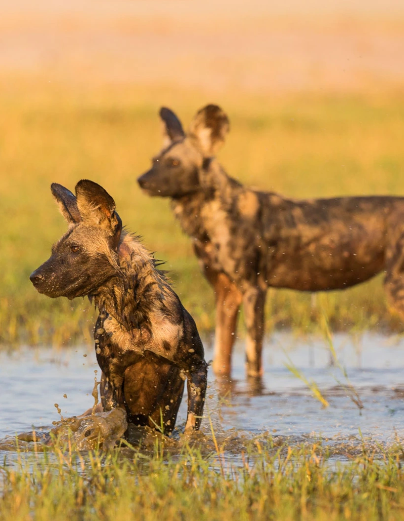 Hwange National Park Wildlife