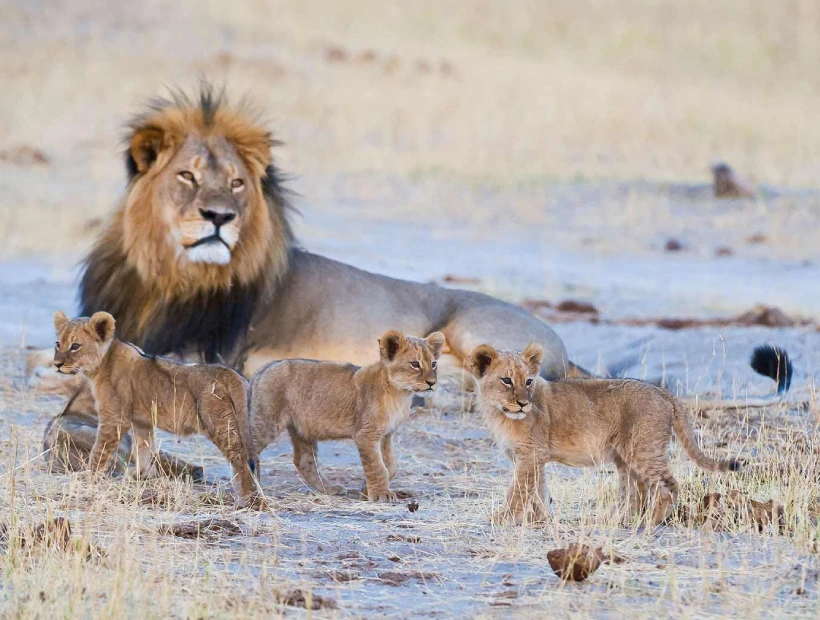Hwange National Park Wildlife