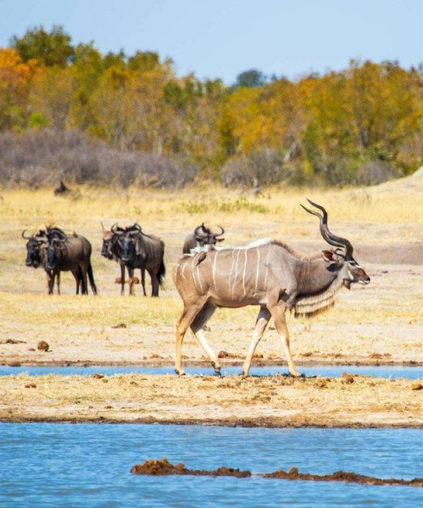 Hwange National Park Wildlife