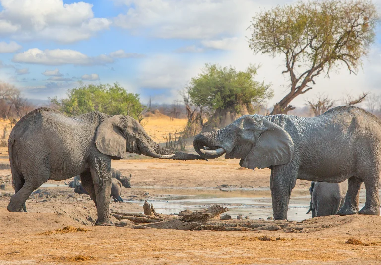 Hwange National Park Day Trip