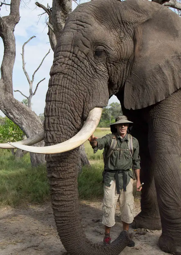 Hwange National Park Elephant