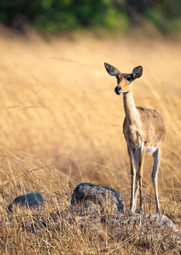 Kafue National Park Safari