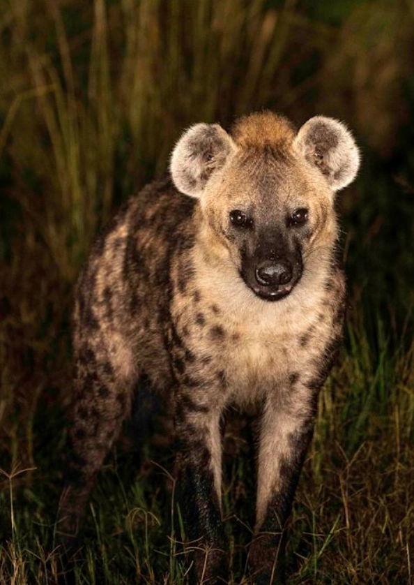 Kafue National Park Hyena