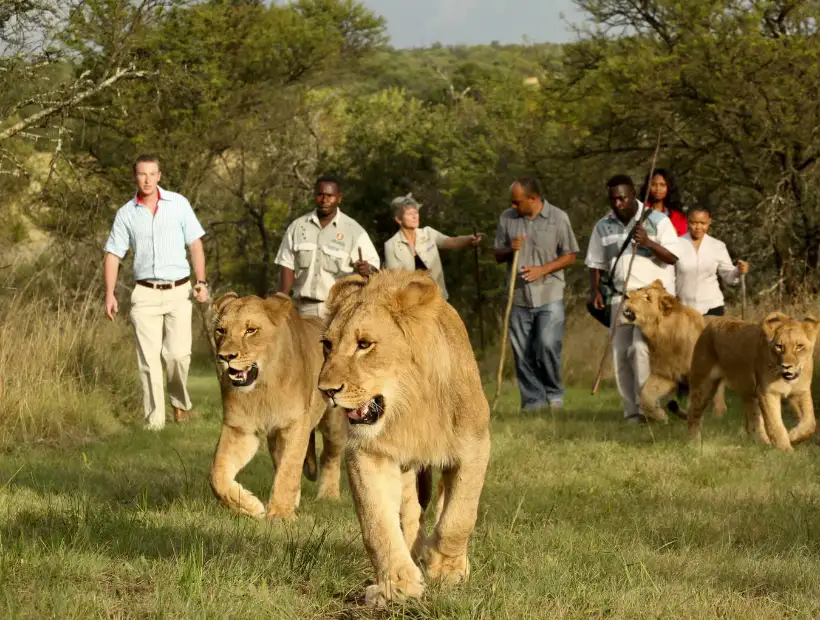 Lion Walks with Friends