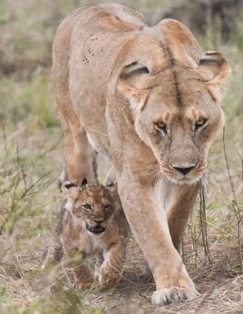 Lion Walks with baby Line