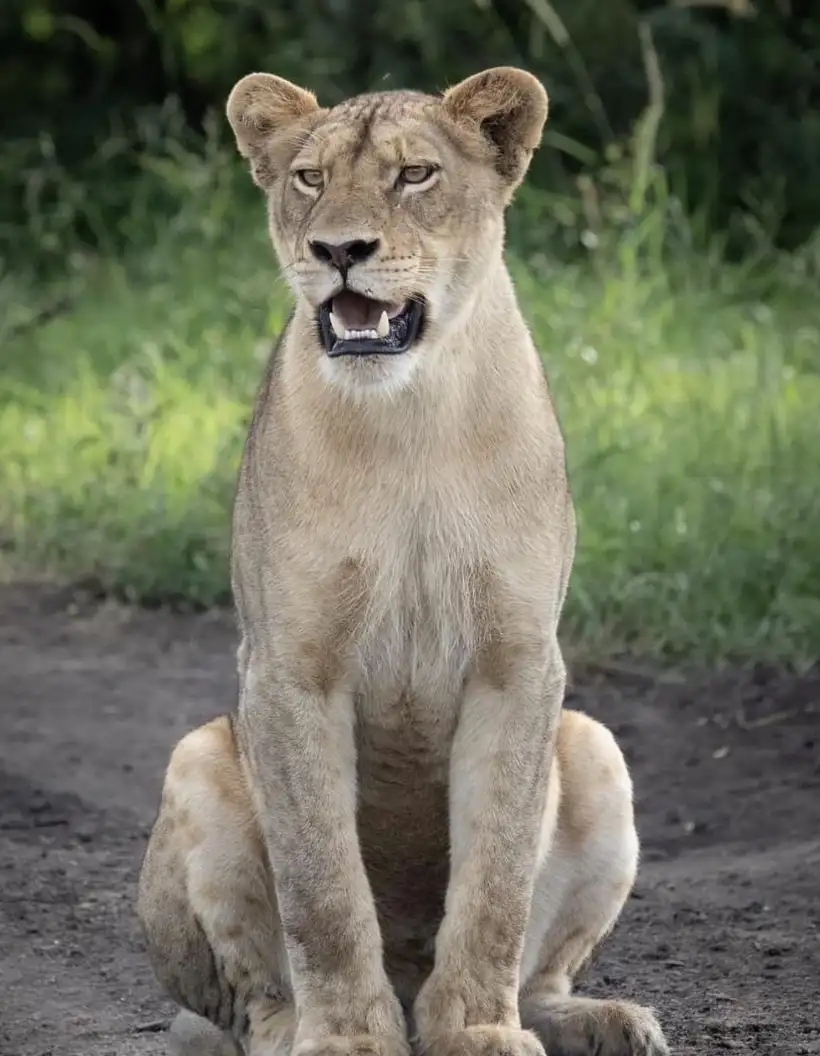 Lion Walks Best Visit Time
