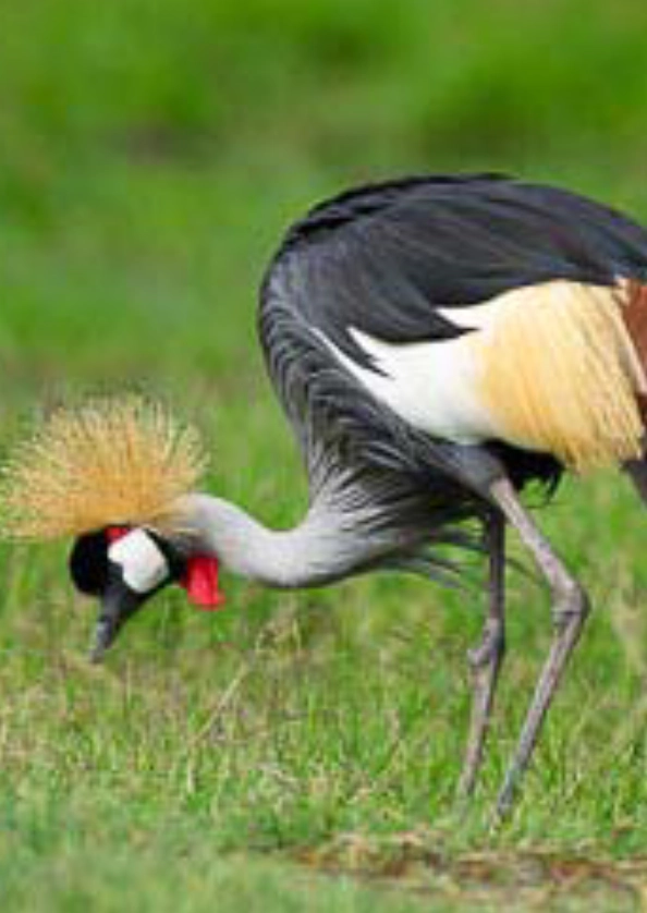 Liuwa Plain National Park Bird Safari