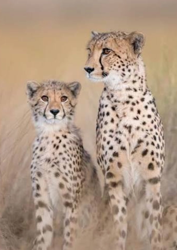 Liuwa Plain National Park Cheeta