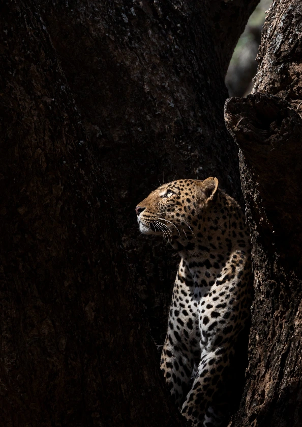 Lower Zambezi National Park Night Safari